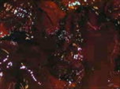 タカ メープル ゼリー　１Ｋg×６