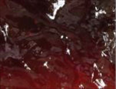 タカ CS黒蜜ゼリー フィリング　１Ｋg×６